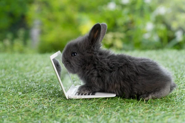 Newborn Tiny Baby Rabbit Black Bunny Small Laptop Sitting Green — 스톡 사진