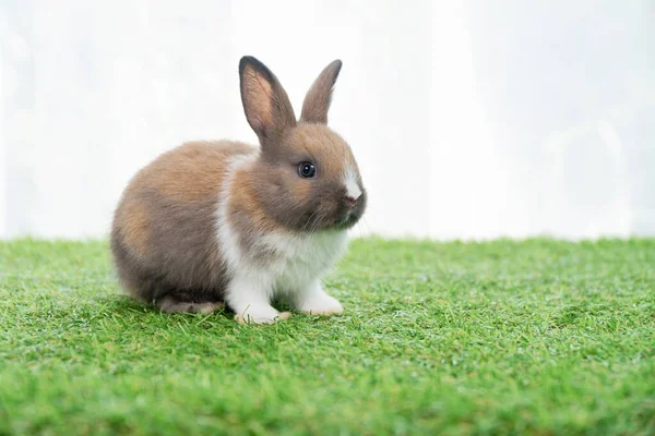 Fluffy Rabbit Bunny Sitting Green Grass Spring Summer Background Infant — Stock Photo, Image