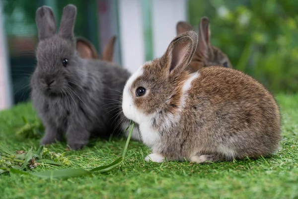 Schattig Baby Konijn Konijn Bruin Eten Verse Timothy Gras Terwijl — Stockfoto