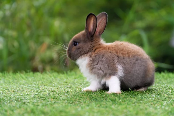 Precioso Conejo Bebé Peludo Conejo Blanco Marrón Mirando Algo Mientras —  Fotos de Stock