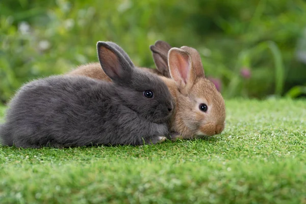 Gruppe Von Kuscheligen Pelzigen Kaninchen Sitzen Und Liegen Zusammen Auf — Stockfoto