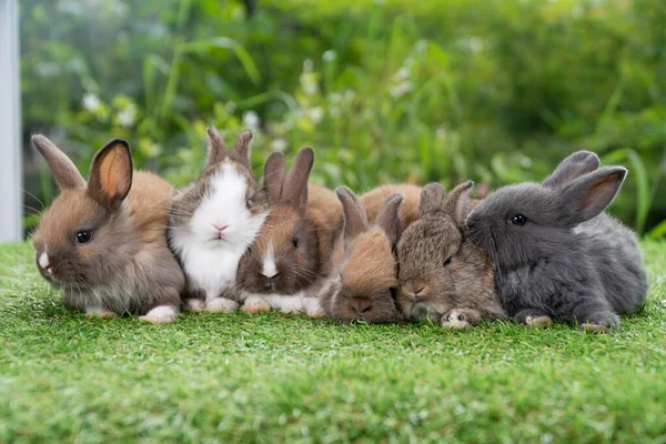 Grupo Cinco Coelhinhos Peludos Fofinhos Deitados Dormem Juntos Grama Verde — Fotografia de Stock