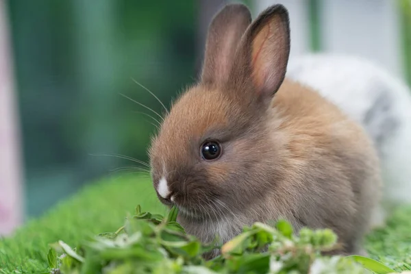 Adorable Baby Rabbit Bunny Brown Eating Fresh Vegetable Timothy Grass — Stock Photo, Image