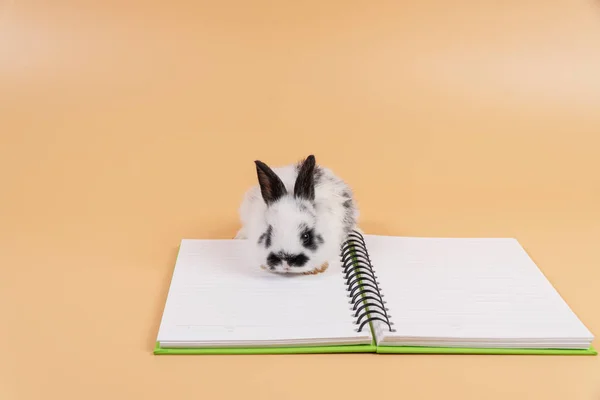 Adorable Baby Rabbit Bunny Diary Book Sitting Isolated Orange Pastel — Fotografia de Stock