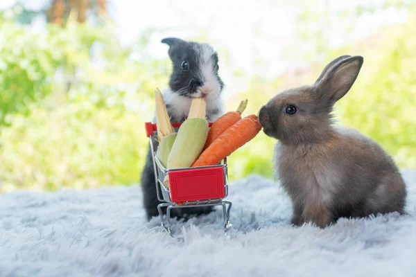Two Fluffy Baby Rabbits Bunny Eating Fresh Vegetable Together Shopping — Photo