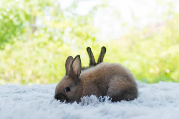 Infant Rabbits Ears Bunny Lying Soft White Carpet Green Bokeh —  Fotos de Stock