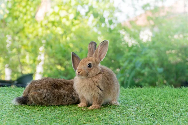 Cuddly Furry Rabbit Bunny Brown Family Sitting Playful Together Green — Fotografia de Stock