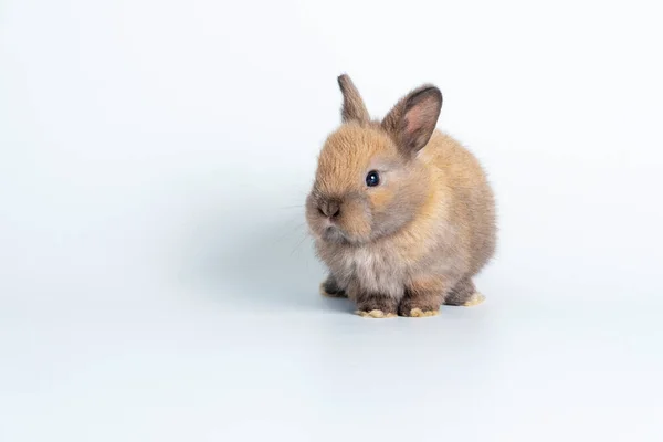 Adorable Newborn Baby Rabbit Bunnies Brown Looking Something Sitting Isolated — Zdjęcie stockowe