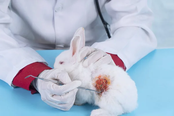 Patient Rabbit White Bunny Vet Hand Check Body Veterinary Woman —  Fotos de Stock