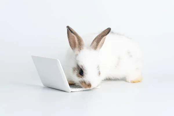 Adorable Baby Rabbit Furry Bunny Looking Laptop Learn Something Sitting — Zdjęcie stockowe