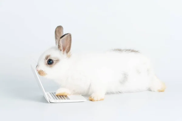 Adorable Baby Rabbit Furry Bunny Looking Laptop Learn Something Sitting — Zdjęcie stockowe