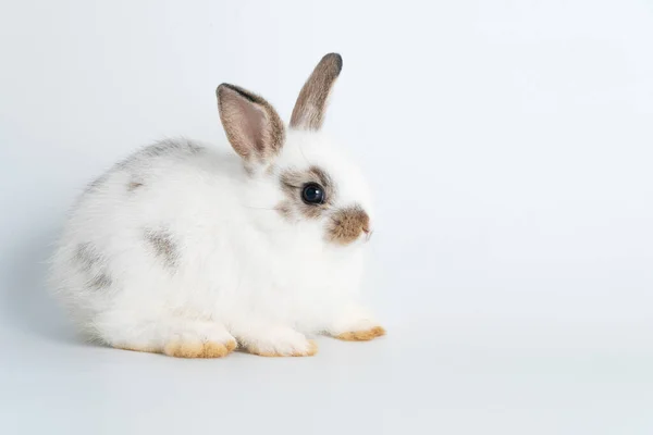 Adorable Baby Rabbit Bunnies Looking Camera Sitting Isolated White Background — 스톡 사진