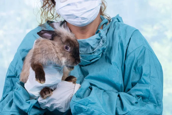 Veterinarian doctor or nurse wear blue uniform coat holding sick young rabbit in hand at hospital. Veterinary woman wear blue coat lab holding patient brown bunny checkup healthe. Vet pet health care.