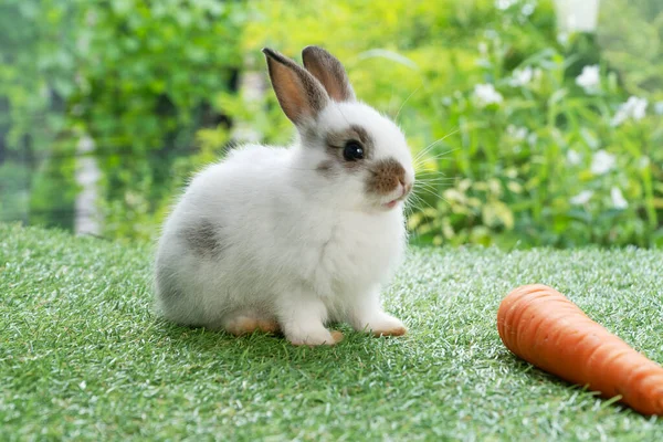 Adorable Baby Rabbit Bunny Eating Fresh Orange Carrot Sitting Green — Stok fotoğraf