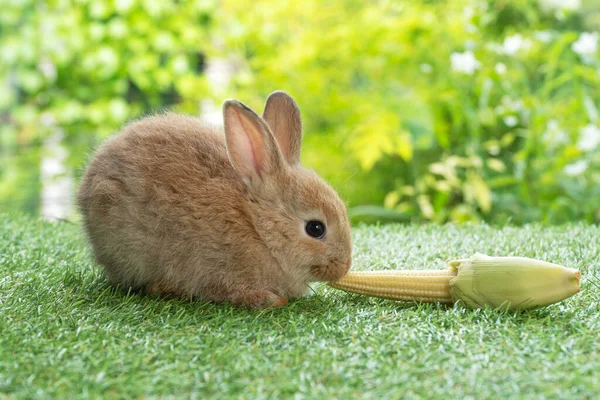 Tiny Baby Rabbit Furry Bunny Hungry Eating Organic Fresh Baby — Stok fotoğraf