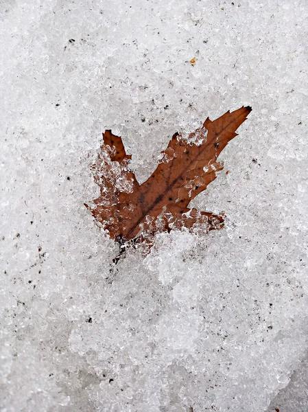 冰上孤零零的褐色枫叶 — 图库照片