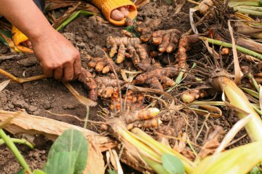 Harvest turmeric in the morning