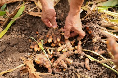 Harvest turmeric in the morning