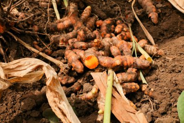 Harvest turmeric in the morning