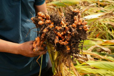 Harvest turmeric in the morning