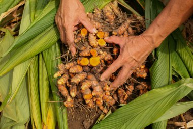 Harvest turmeric in the morning