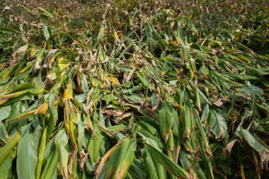 Farmer working at green turmeric agriculture field.