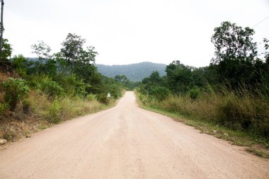 Road with green trees on both sides