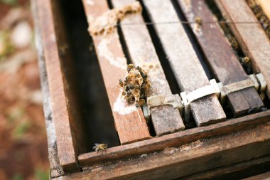 Hives in an apiary with bees flying to the landing boards, Frames of a bee hive. Beekeeper Inspecting Bee Hive, Beekeeper harvesting honey