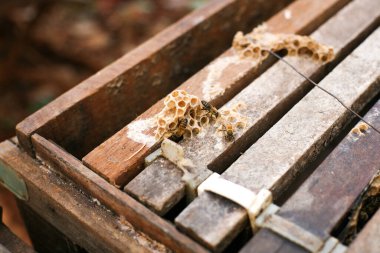 Hives in an apiary with bees flying to the landing boards, Frames of a bee hive. Beekeeper Inspecting Bee Hive, Beekeeper harvesting honey