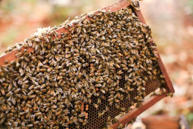 Hives in an apiary with bees flying to the landing boards, Frames of a bee hive. Beekeeper Inspecting Bee Hive, Beekeeper harvesting honey