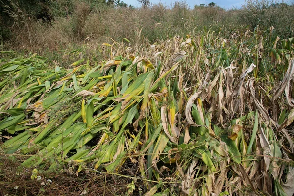 Farmer Working Green Turmeric Agriculture Field —  Fotos de Stock