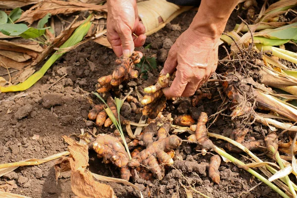 Harvest turmeric in the morning