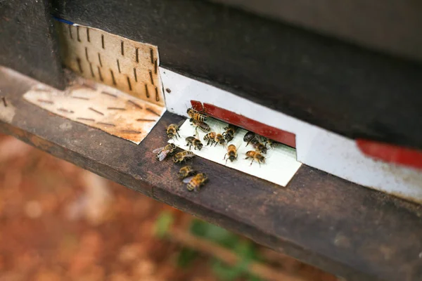 Hives Apiary Bees Flying Landing Boards Frames Bee Hive Beekeeper — Foto Stock