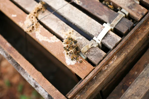 Hives Apiary Bees Flying Landing Boards Frames Bee Hive Beekeeper — Stok Foto