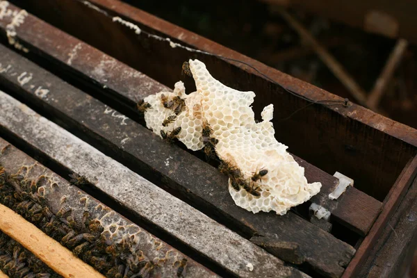 Hives Apiary Bees Flying Landing Boards Frames Bee Hive Beekeeper — Foto Stock
