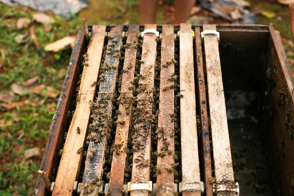 Hives Apiary Bees Flying Landing Boards Frames Bee Hive Beekeeper — Foto Stock