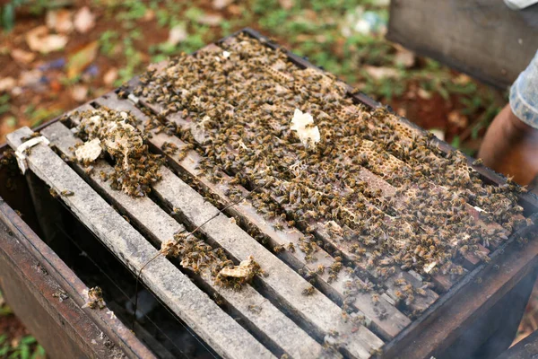 Hives Apiary Bees Flying Landing Boards Frames Bee Hive Beekeeper — Stockfoto