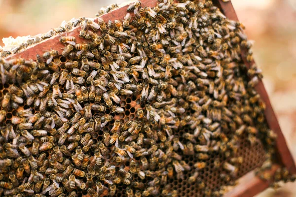 Hives Apiary Bees Flying Landing Boards Frames Bee Hive Beekeeper — Foto Stock