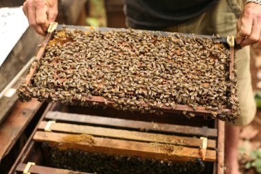 Hives in an apiary with bees flying to the landing boards, Frames of a bee hive. Beekeeper Inspecting Bee Hive, Beekeeper harvesting honey
