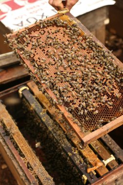Hives in an apiary with bees flying to the landing boards, Frames of a bee hive. Beekeeper Inspecting Bee Hive, Beekeeper harvesting honey