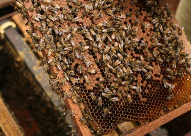 Hives in an apiary with bees flying to the landing boards, Frames of a bee hive. Beekeeper Inspecting Bee Hive, Beekeeper harvesting honey