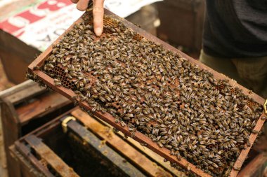 Hives in an apiary with bees flying to the landing boards, Frames of a bee hive. Beekeeper Inspecting Bee Hive, Beekeeper harvesting honey