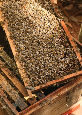 Hives in an apiary with bees flying to the landing boards, Frames of a bee hive. Beekeeper Inspecting Bee Hive, Beekeeper harvesting honey