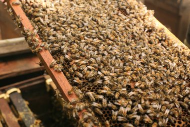 Hives in an apiary with bees flying to the landing boards, Frames of a bee hive. Beekeeper Inspecting Bee Hive, Beekeeper harvesting honey