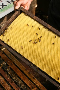 Hives in an apiary with bees flying to the landing boards, Frames of a bee hive. Beekeeper Inspecting Bee Hive, Beekeeper harvesting honey