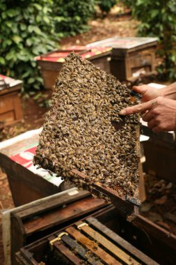 Hives in an apiary with bees flying to the landing boards, Frames of a bee hive. Beekeeper Inspecting Bee Hive, Beekeeper harvesting honey