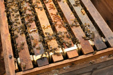 Hives in an apiary with bees flying to the landing boards, Frames of a bee hive. Beekeeper Inspecting Bee Hive, Beekeeper harvesting honey