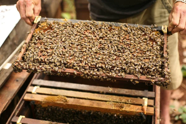 Hives in an apiary with bees flying to the landing boards, Frames of a bee hive. Beekeeper Inspecting Bee Hive, Beekeeper harvesting honey