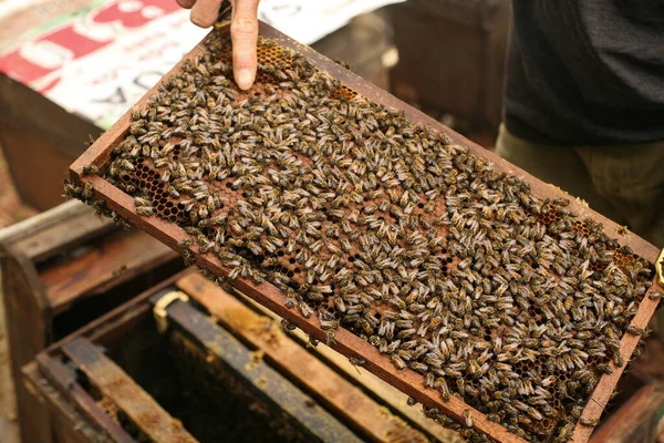 Hives in an apiary with bees flying to the landing boards, Frames of a bee hive. Beekeeper Inspecting Bee Hive, Beekeeper harvesting honey