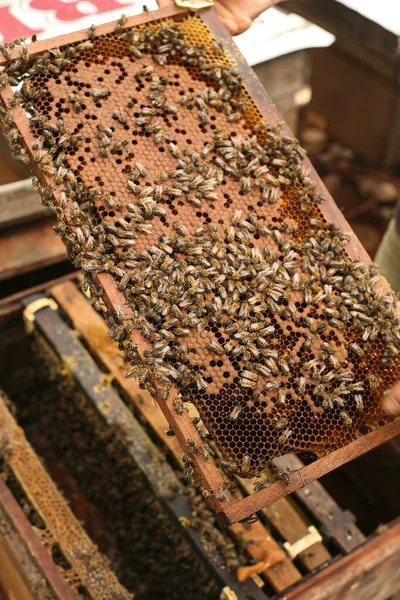 Hives in an apiary with bees flying to the landing boards, Frames of a bee hive. Beekeeper Inspecting Bee Hive, Beekeeper harvesting honey